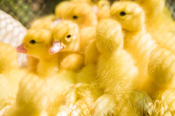 Close up of cute little yellow duck