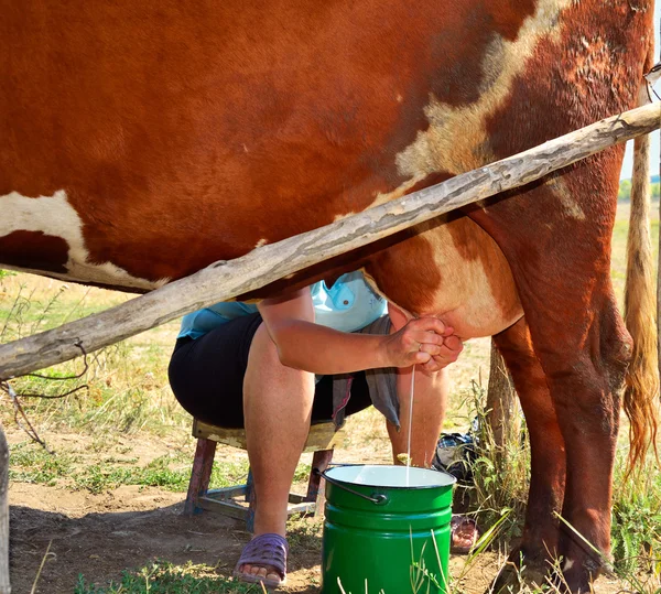 Milkmaid milking a cow square format