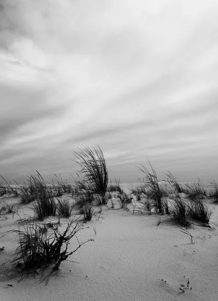Black and white image of grasses in the sand at Cape May, New Je