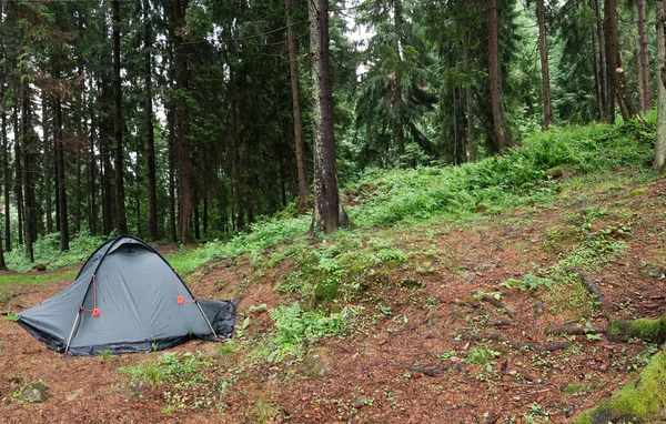 Tent nestled in early morning wilderness campsite.