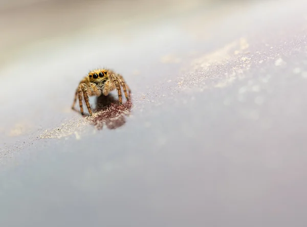 Jumping spider on reflective plane