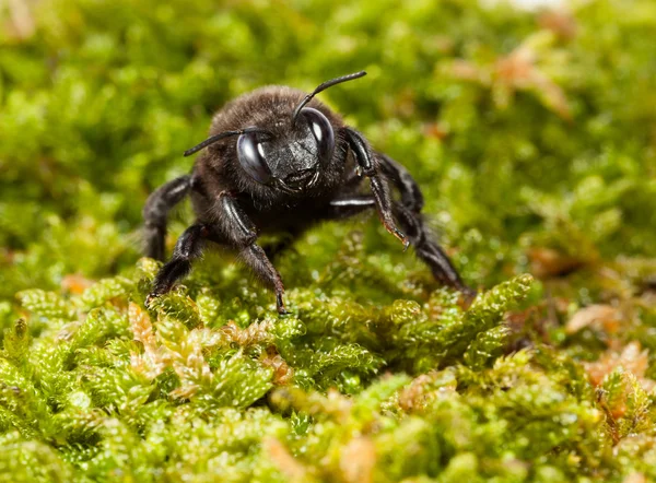 Black Carpenter Bee in moss front view