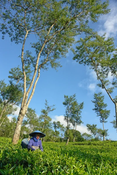 Female farmer harvesting tea leaves on tea crop