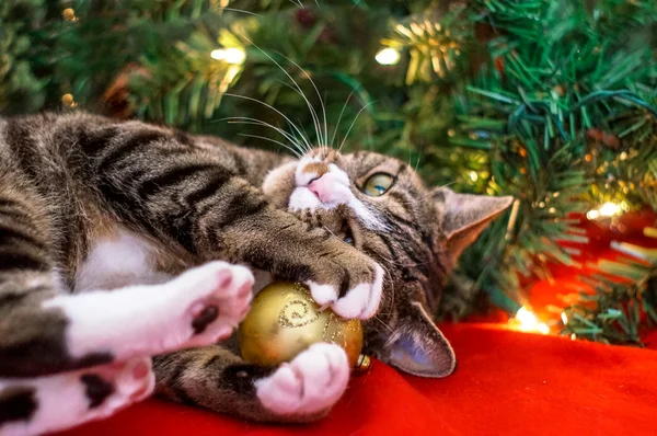 Christmas cat — Stock Photo #35070103