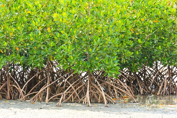 Mangrove plant in sea shore aerial roots