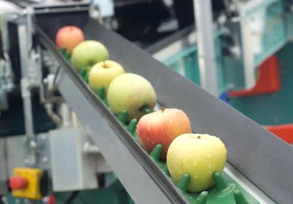 Apple conveyor belt