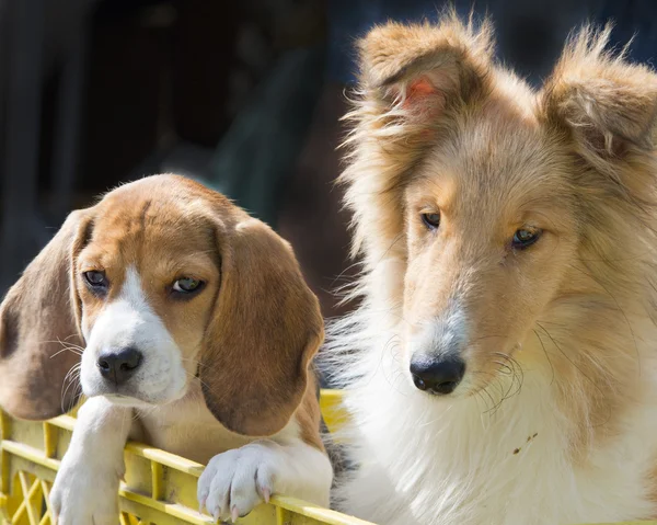 Collie and beagle