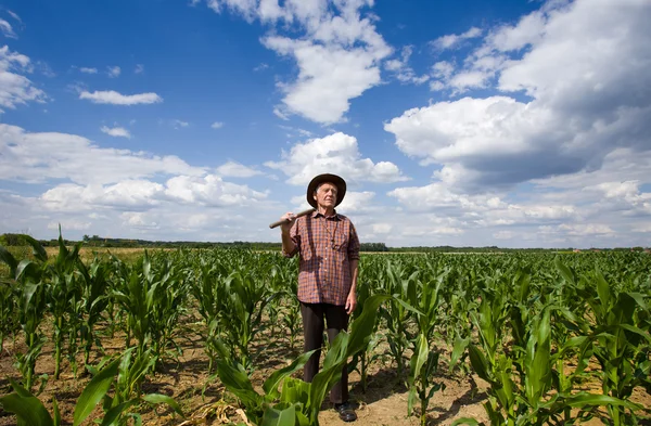 Old man in corn field