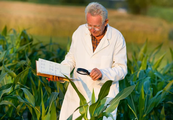 Agronomist in field