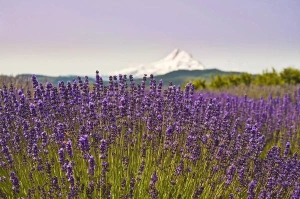 Beautiful lavender field in hood river with background Mt Hood