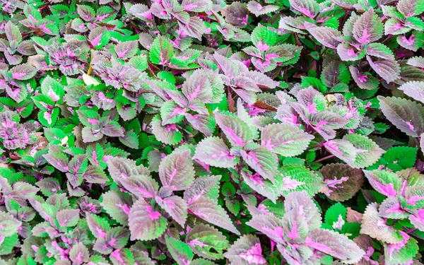 Close up purple leaf and green left