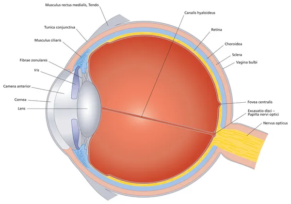 Structures Of The Human Eye Labeled