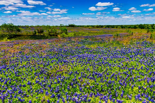 A Beautiful Wide Angle View of a Texas Field Blanketed with the Famous Texas Bluebonnet