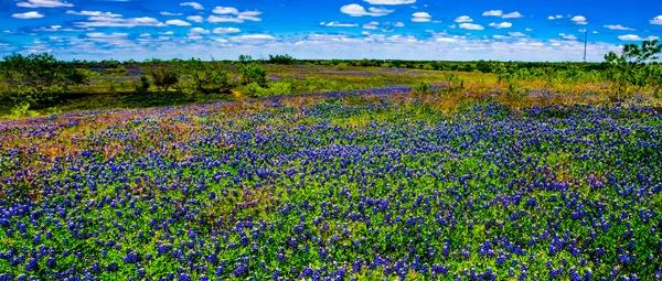 A Beautiful Wide Angle Panoramic View of a Texas Field Blanketed with the Famous Texas Bluebonnet