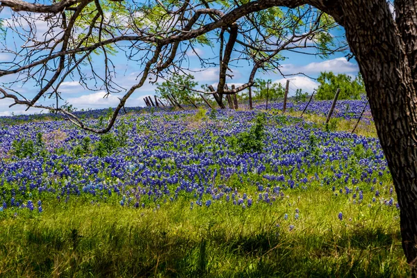 A Beautiful Wide Angle View of a Texas Field Blanketed with the Famous Texas Bluebonnet