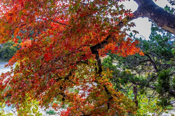 Brilliant Red Foliage on Maple Tree in Lost Maples State Park, Texas.