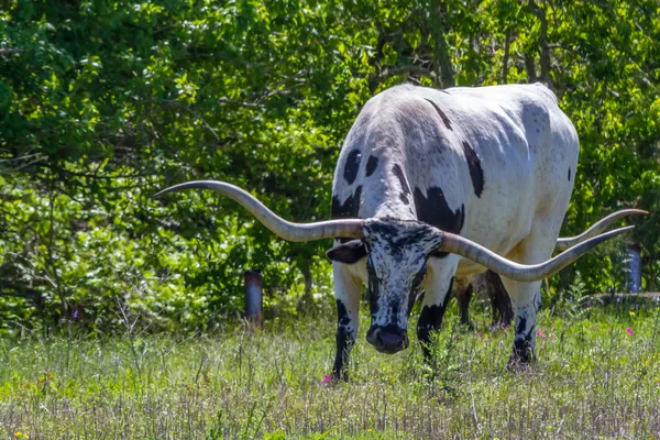 A Big Texas Longhorn Steer Grazing in a Pasture with Wildflowers Growing in Texas.