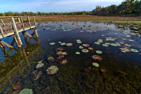 Interesting Nature Lake View with Wooden Fishing Dock and Lotus Lily Pads