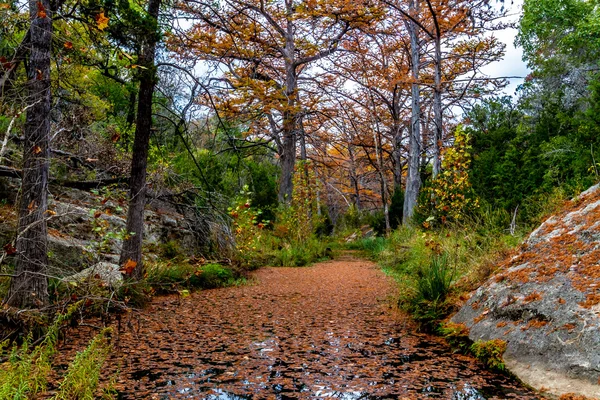 Colorful Giant Cypress Trees with Beautiful Fall Foliage on Tranquil Hamilton Creek Covered with Large Granite Boulders and Lots of Orange Cyprus Leaves