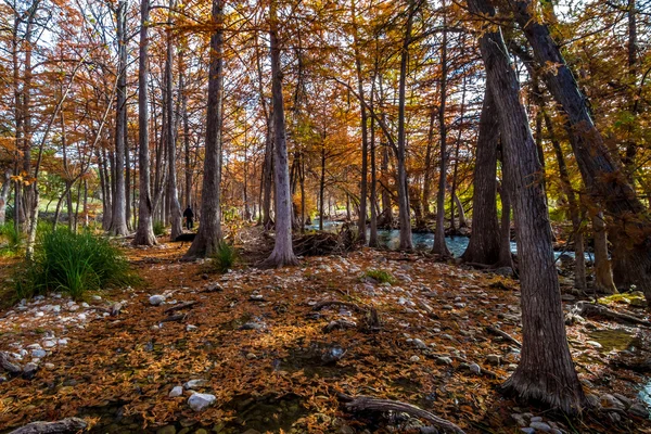 Stunning Fall Colors of Texas Cypress Trees Surrounding the Crystal Clear Texas Hill Country Guadalupe River.