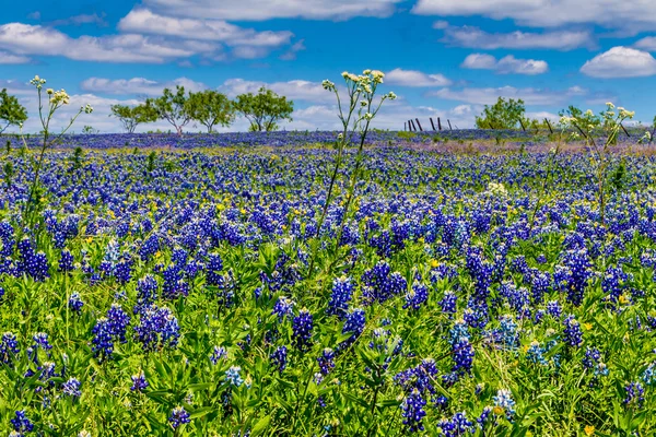 A Beautiful Wide Angle View of a Texas Field Blanketed with the Famous Texas Bluebonnets