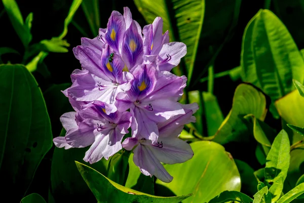 A Single Beautiful Purple Flowering Water Hyacinth