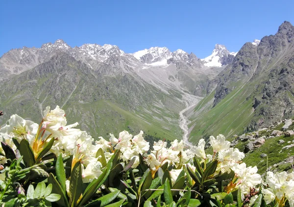 Blooming rhododendrons in the Northern Caucasus, Russia.
