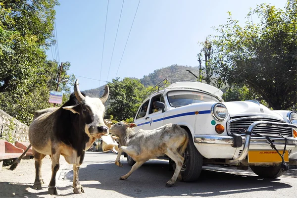 Car makes a road accident with stray cow in Rishikesh, India.