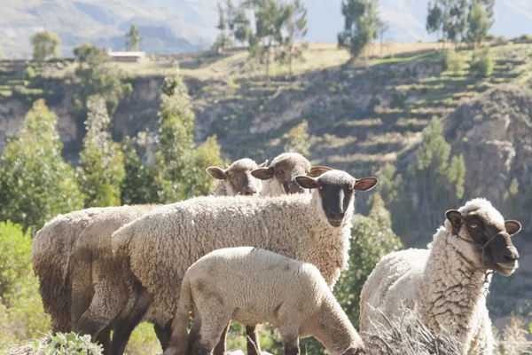 Rural landscape in Peru with sheep in the foreground.