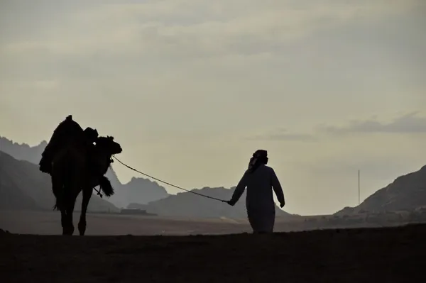 Silhouette of Arab man with his camel, Egypt.