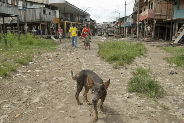Stray dog on a dirty street in Belen, Iquitos, Peru.