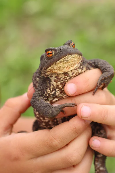 Common toad in child\'s hands