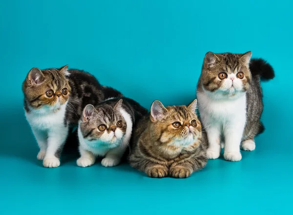 Four breed exotic shorthair kitten