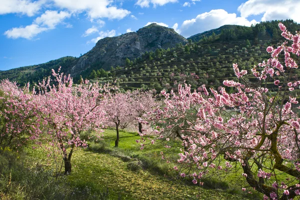 Almond orchard in blossom, Alicante , Spain — Stock Photo #30084793