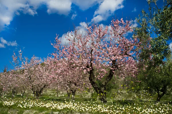 Almond orchard in blossom, Alicante, Spain