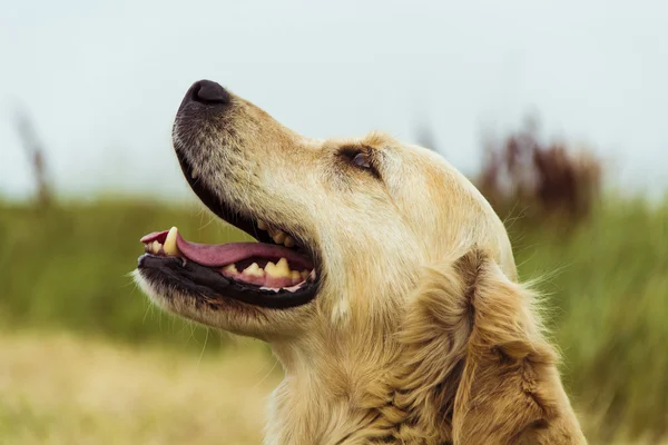 Golden Retriever Profile