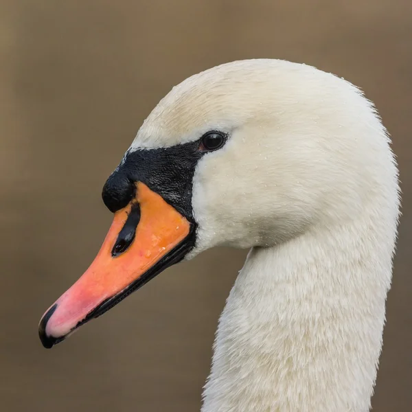 Mute swan male