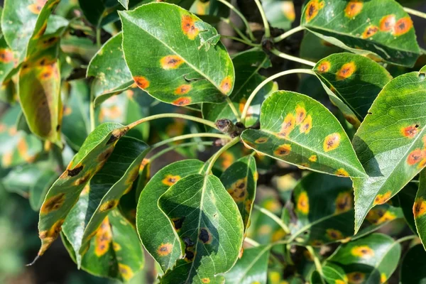 Leafs with pear rust