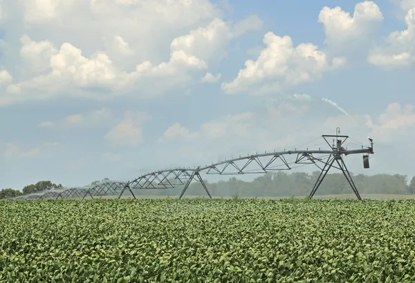 Watering Soybeans