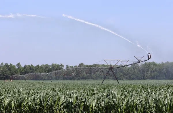 Irrigating a Corn Crop