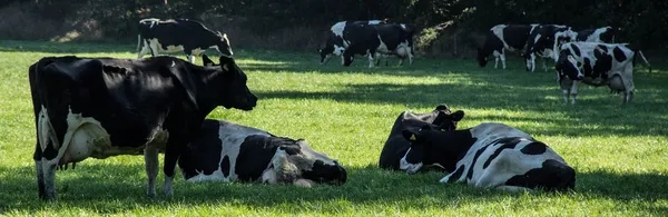 Black and white cows lying and grazing in the shadow