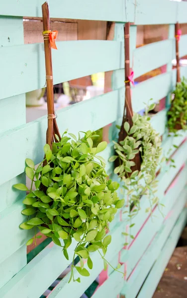 Green plants hang.