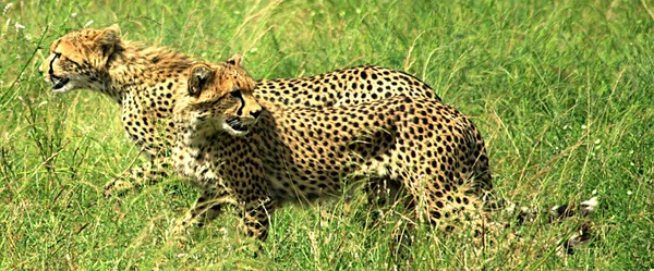 Cheetahs running