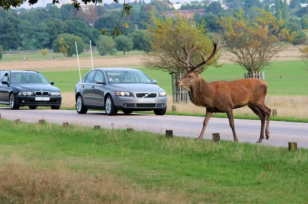 Deer wild fallow stag deer crossing road in front of traffic
