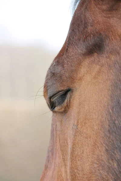 Close up of a horses head eye with reflection of me and the yard on eye