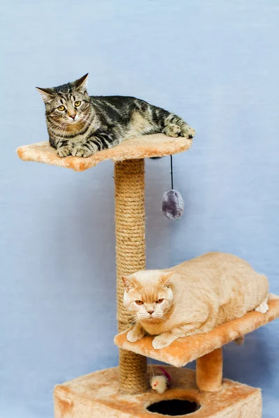 Two cats sits on a cat tower