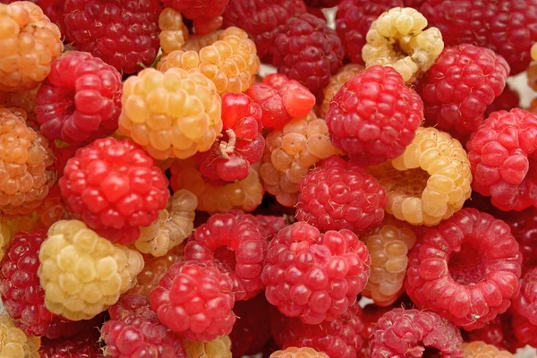 Red and white berries of a raspberry