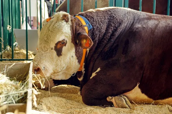 Beef Cattle. Bull