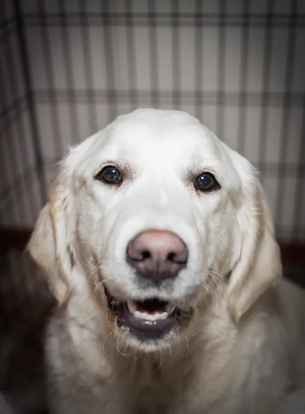 Beautiful dogs on the big dog show