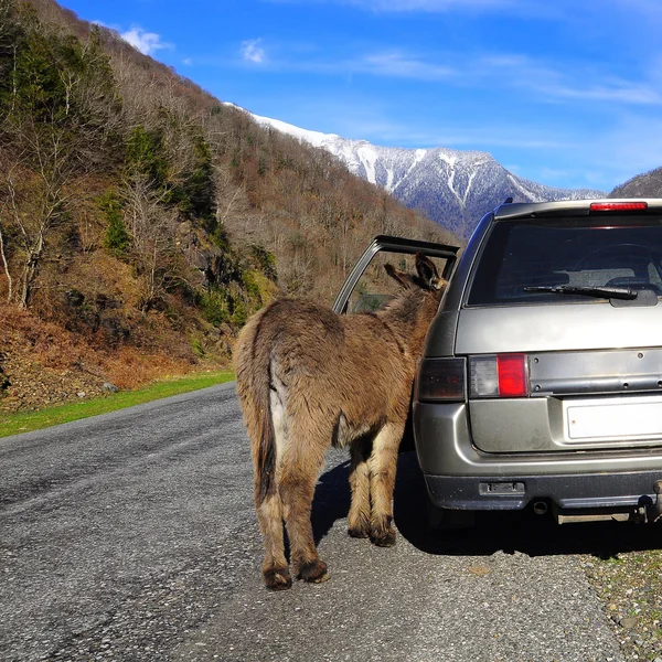 Mule stands by the car.